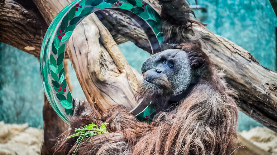 Holidays at the Louisville Zoo