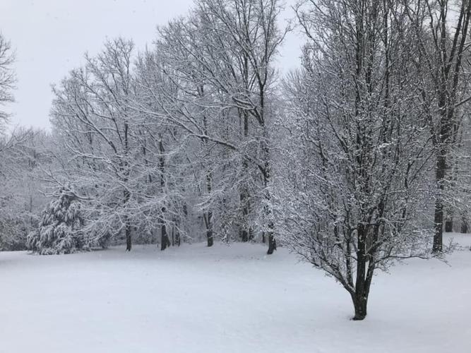Snowy trees in Springfield, Kentucky