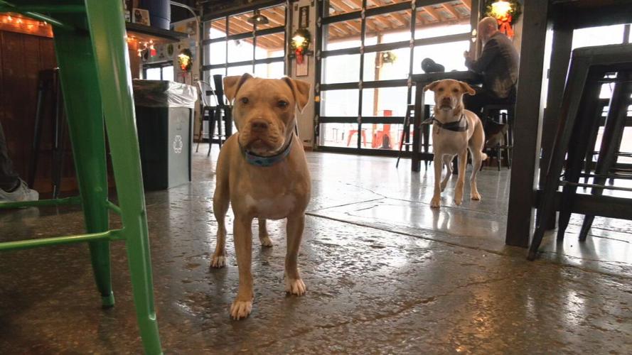 PG&J's Dog Park Bar mystery dog illness precautions