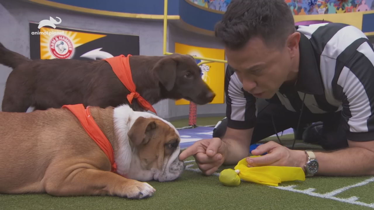 puppy bowl video