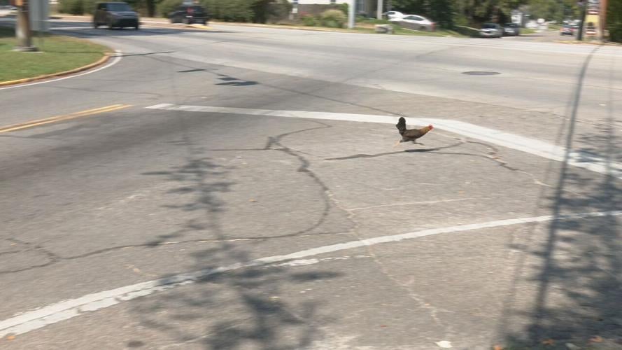 clarksville chicken 4