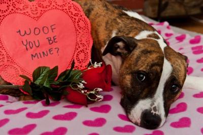 Kentucky Humane Society Valentine's Day Graphic