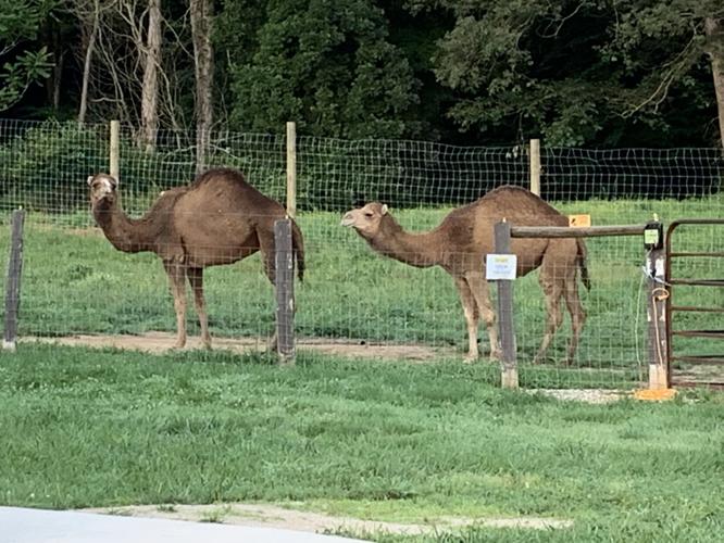 Wilstem Wildlife Park (73).JPG