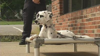 IMAGES | Oreo the Bardstown Fire dog begins her training