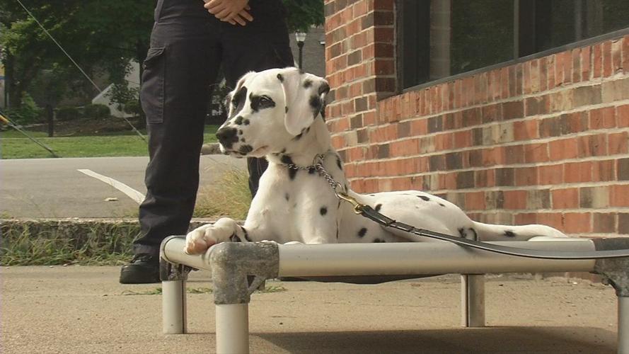 IMAGES | Oreo the Bardstown Fire dog begins her training