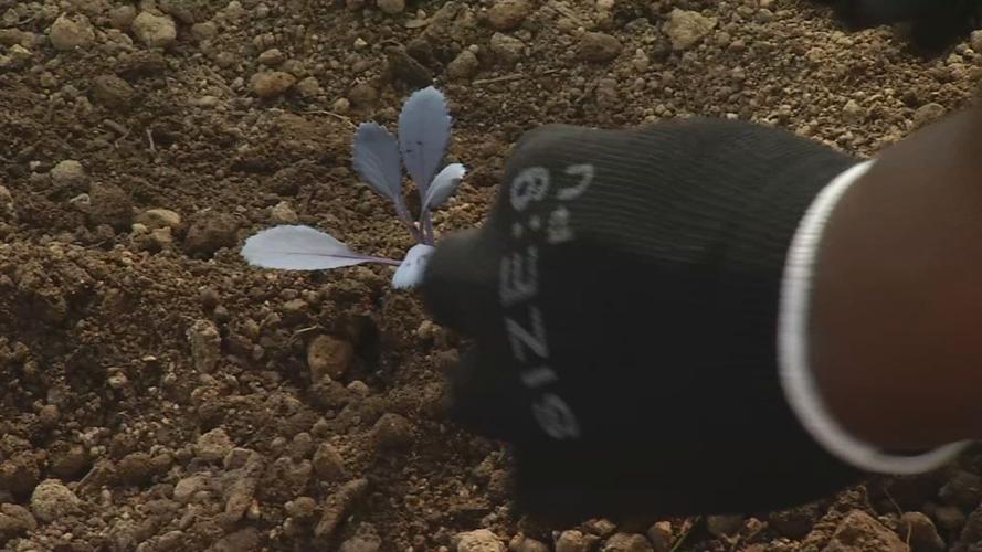 Eastern Star Baptist Church community garden