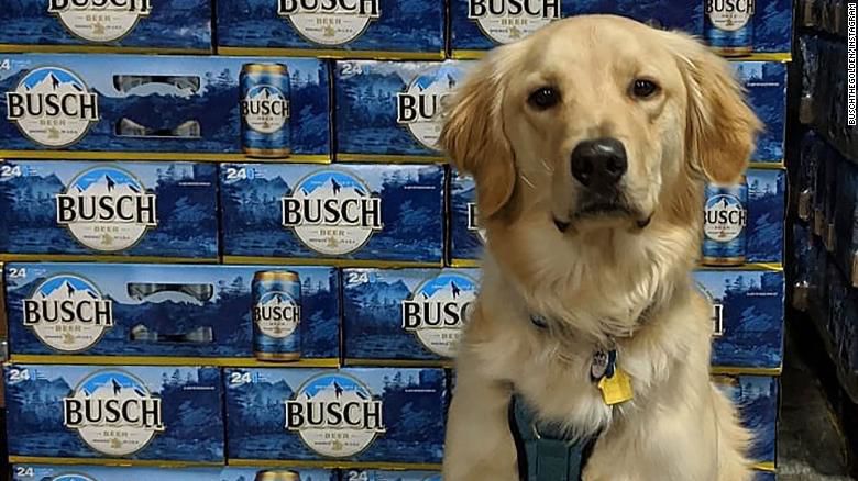 Busch Beer with Dog in Front