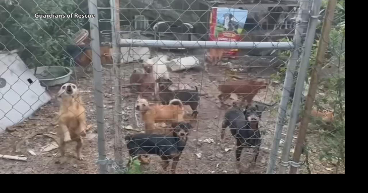 Nearly 250 dogs found living in cages and trash on Kentucky property as some recover in Louisville Rescue groups across four states are caring for the animals after they were removed from a western Kentucky property.