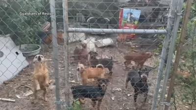 Nearly 250 dogs found living in cages and trash