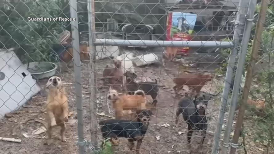 Nearly 250 dogs found living in cages and trash