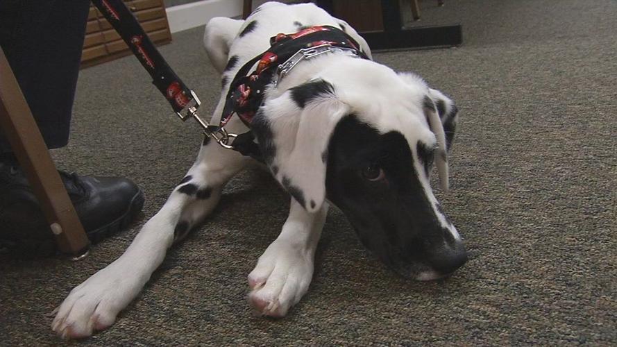 Oreo the fire dog reports for duty in Bardstown