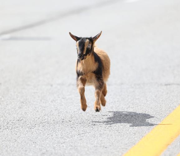 Small goat runs in race