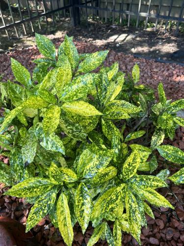 Gil's thriving plant