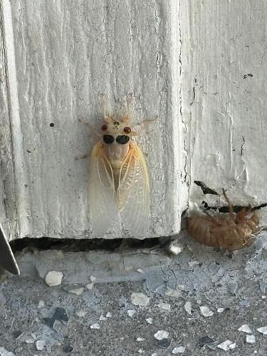 cicada10.jpg