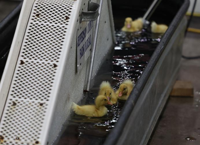 Duckling at the state fair