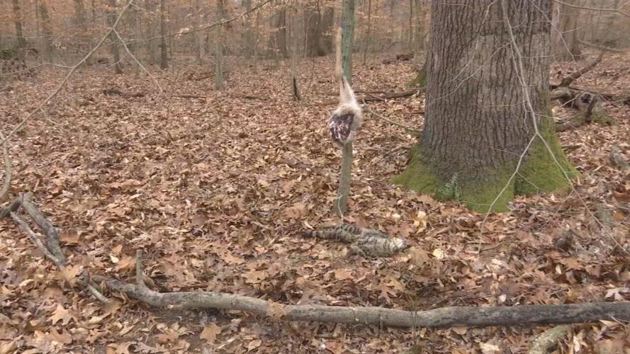 cat tied to tree Iroquois Park