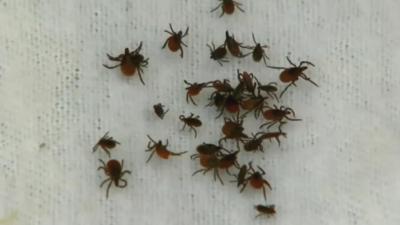 ticks