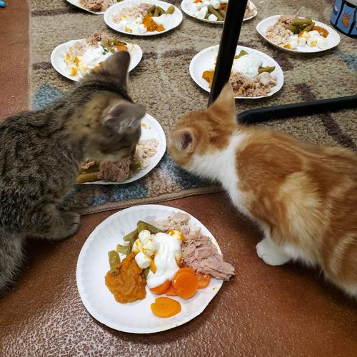 Louisville Metro Animal Services holiday meal