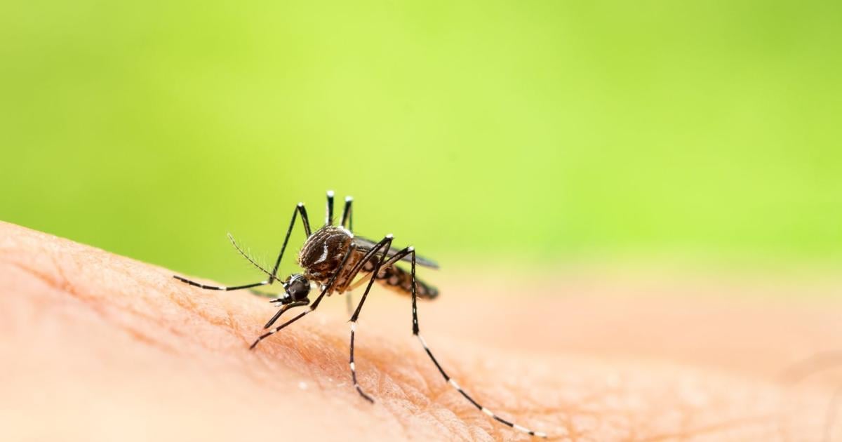 Louisville health officials encourage vigilance after mosquitoes found with West Nile virus