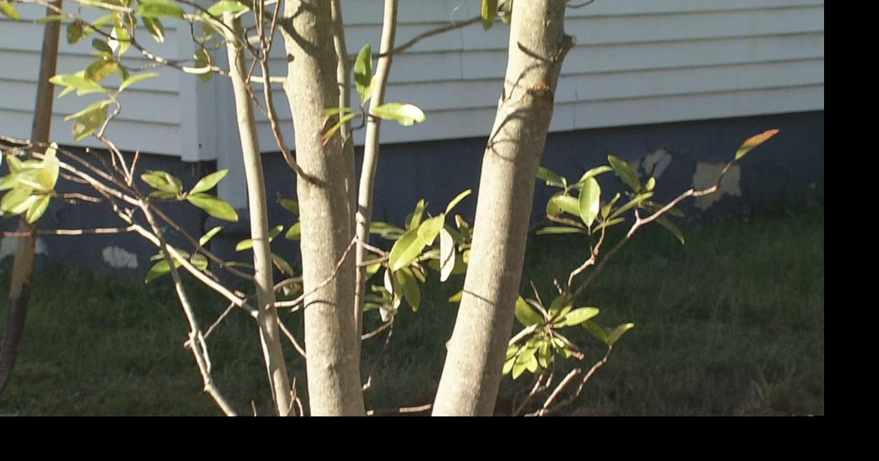 650 trees to be given away in Louisville as part of new Trees