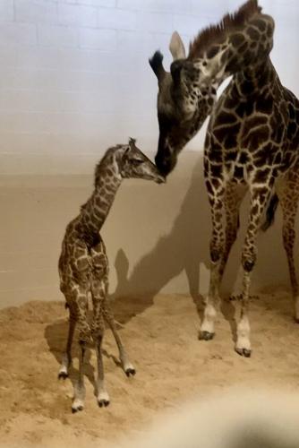 New Louisville Zoo Giraffe