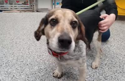 Dean beagle dragged by truck