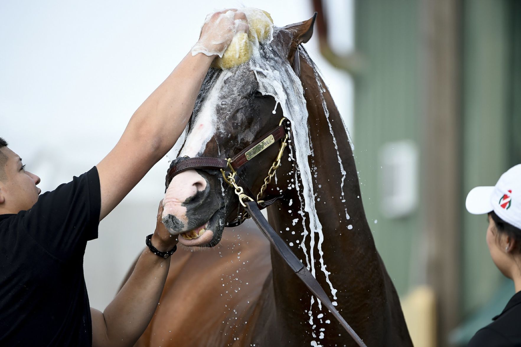 War of Will is washed at Pimlico