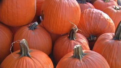 Record rainfall hurt crops, but Louisville stores are getting pumpkins from out of state