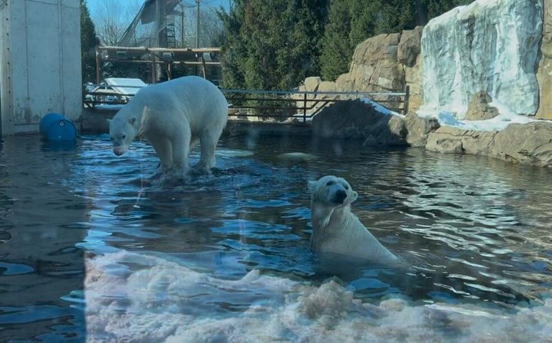 Polar bears interact at the Louisville Zoo