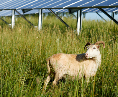 Solar Sheep