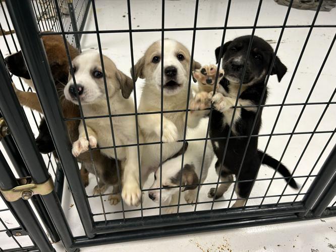 Spencer county puppies 5-1-25