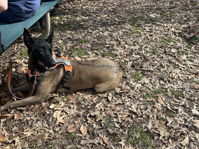 Dogs used in search of Andrea Knabel - 2.28.26