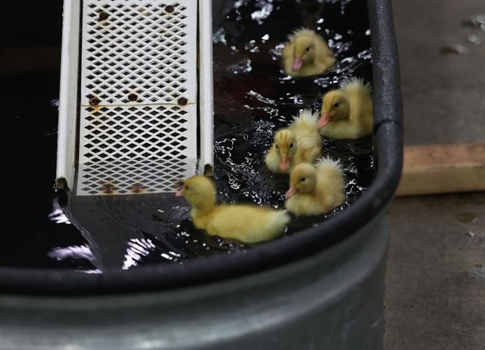 Ducklings at the state fair