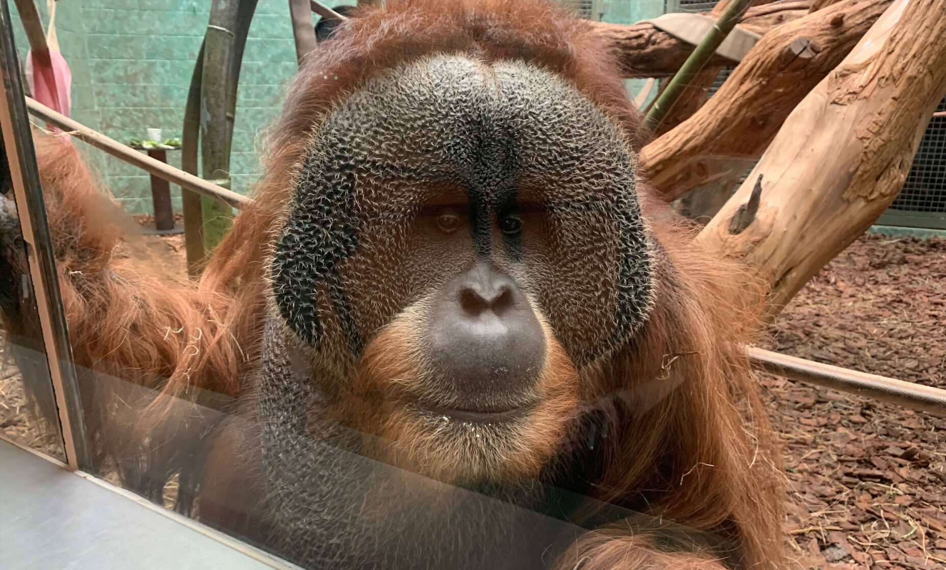 Teak the orangutan at the Louisville Zoo