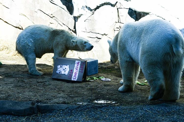 Polar bears at Louisville zoo celebrate Valentine's Day - 2.14.25