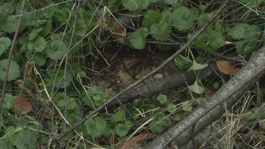 Grave of Patterson's brother