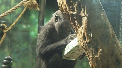 Kindi's 3rd birthday celebration