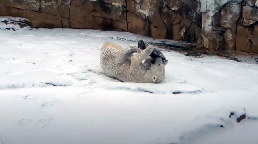 Qannik, a 10-year-old female polar bear at The Louisville Zoo