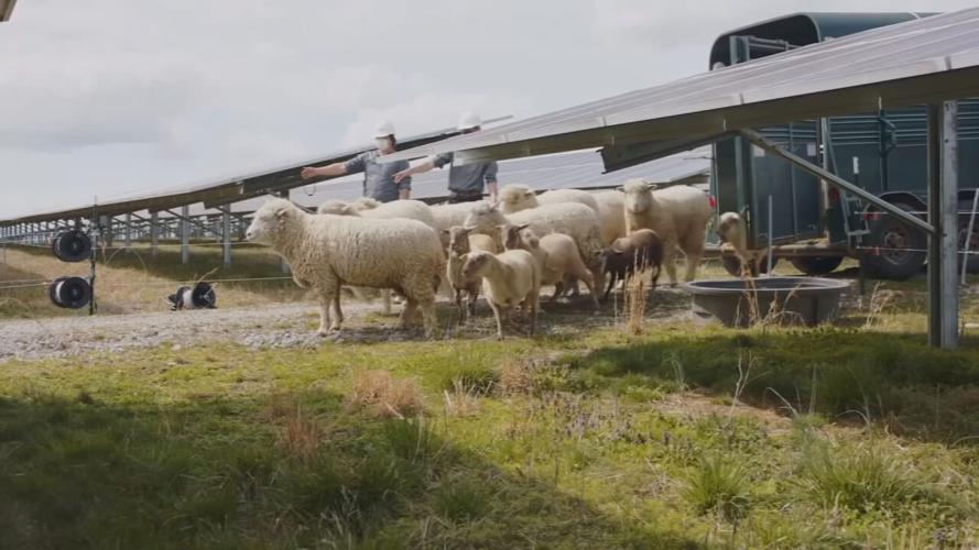 Sheep let out to solar plant.jpeg