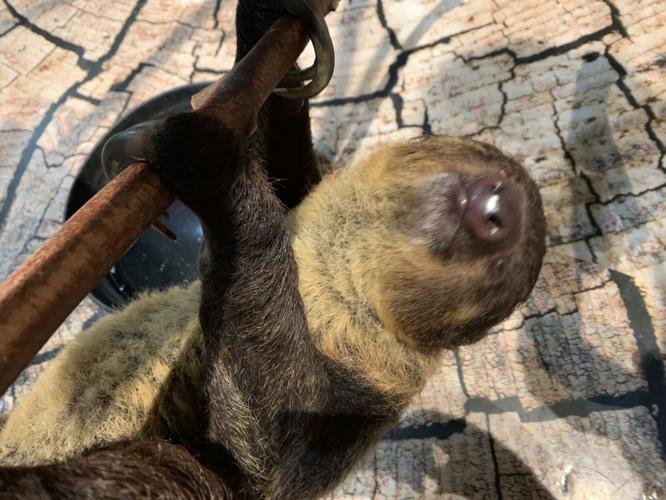 Spend a day during summer break on the wildside at Wilstem Wildlife Park