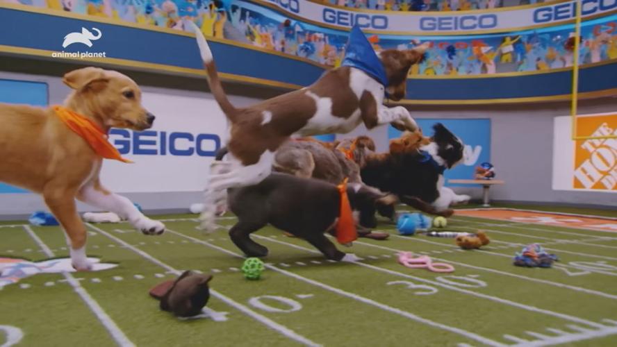VIDEO | Puppy Bowl XVI is back with Ruff vs. Fluff | Morning 