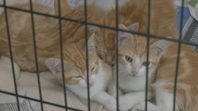 KY Humane Society Cat Pic