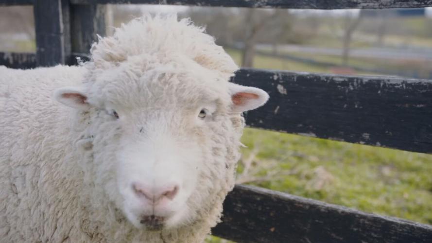 Baaabi Jo the sheep.jpeg