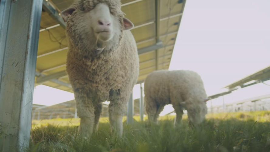 Sheep eating grass at solar plant in Mercer County.jpeg