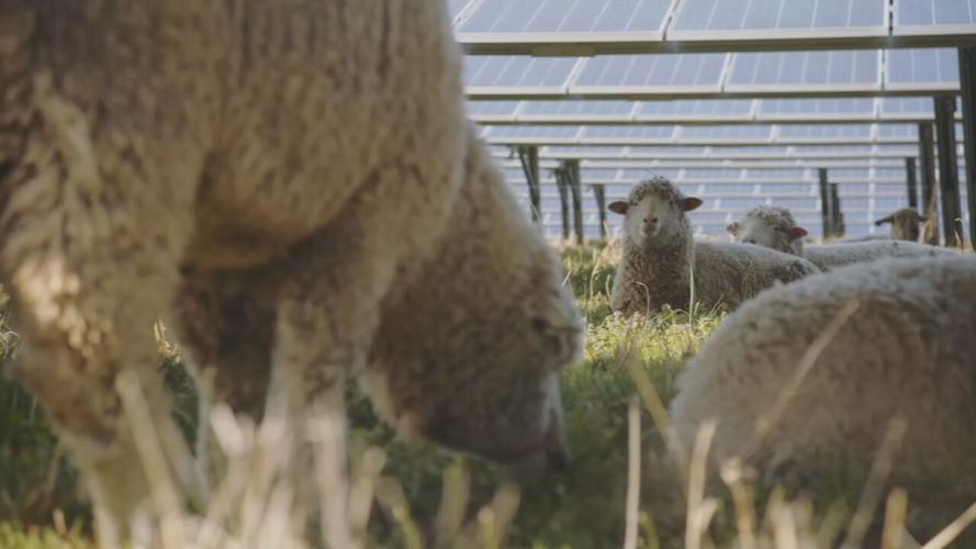 Sheep eating grass at solar power plant.jpeg