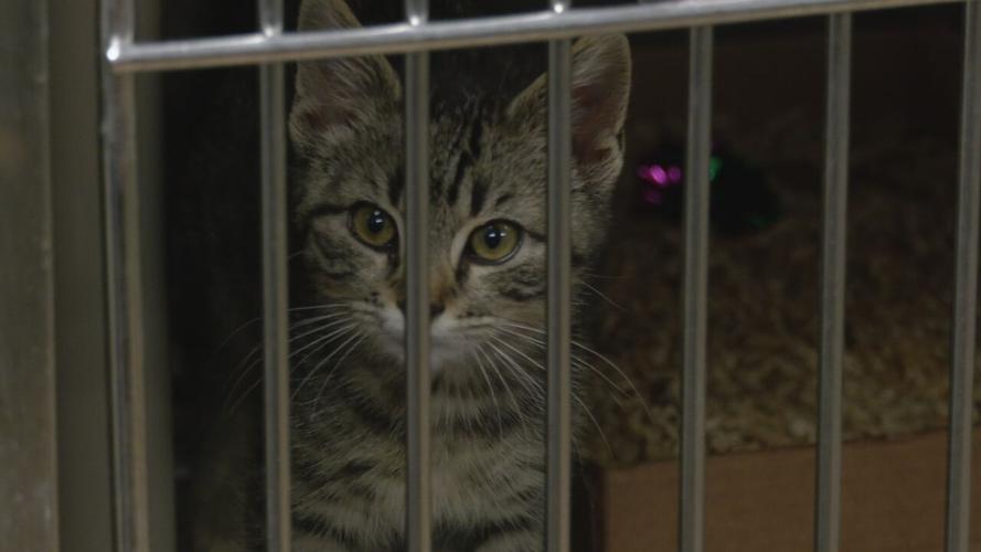 Kitten from Mayfield taken in by KHS 12-13-21