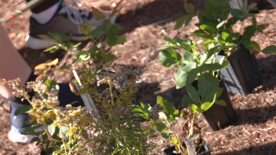 BELLARMINE BUTTERFLY GARDEN.jpeg