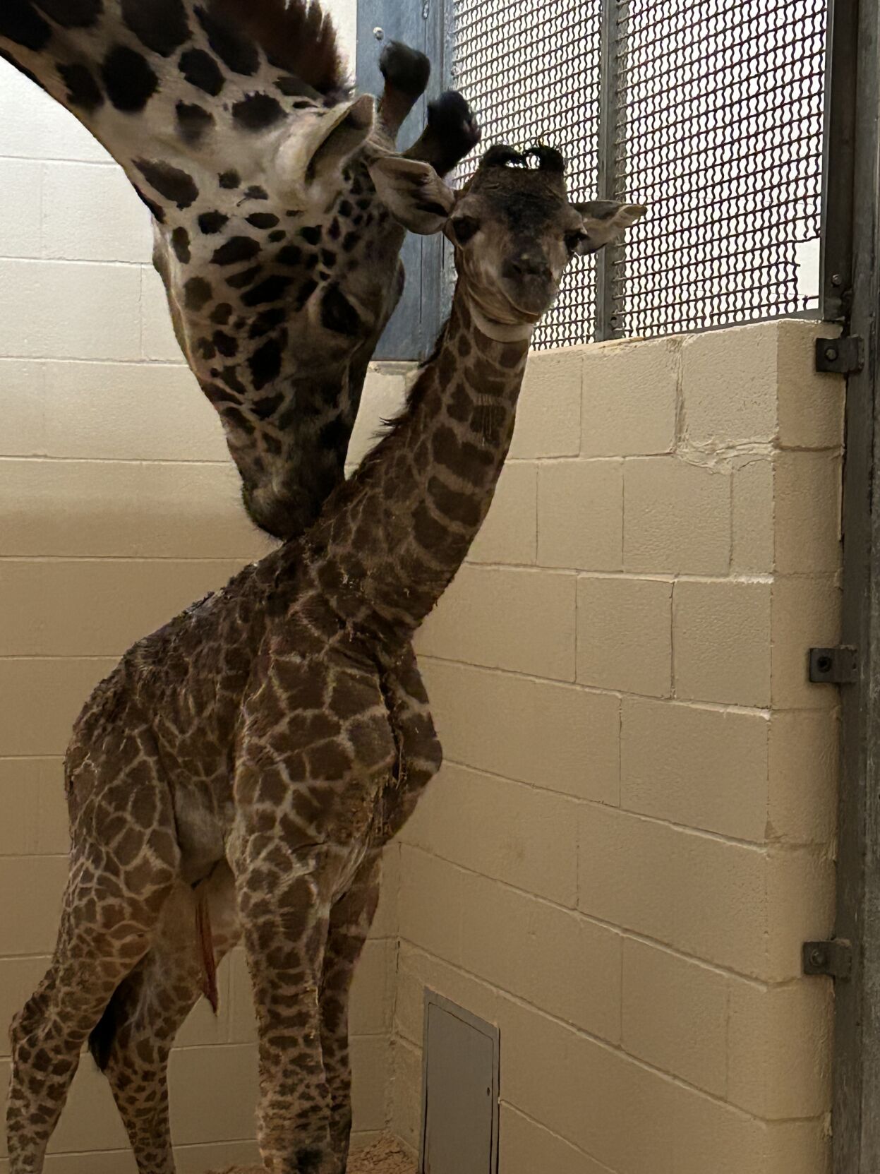 New Louisville Zoo Giraffe