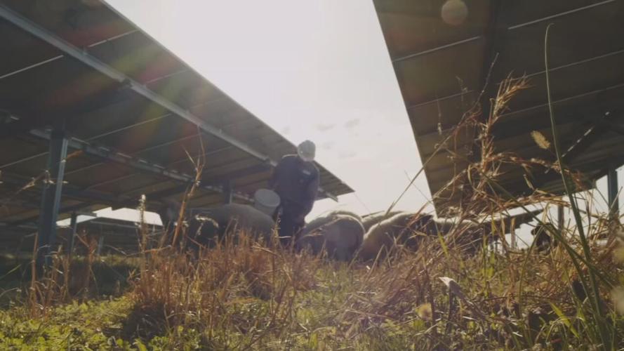 Worker and sheep at solar power plant.jpeg