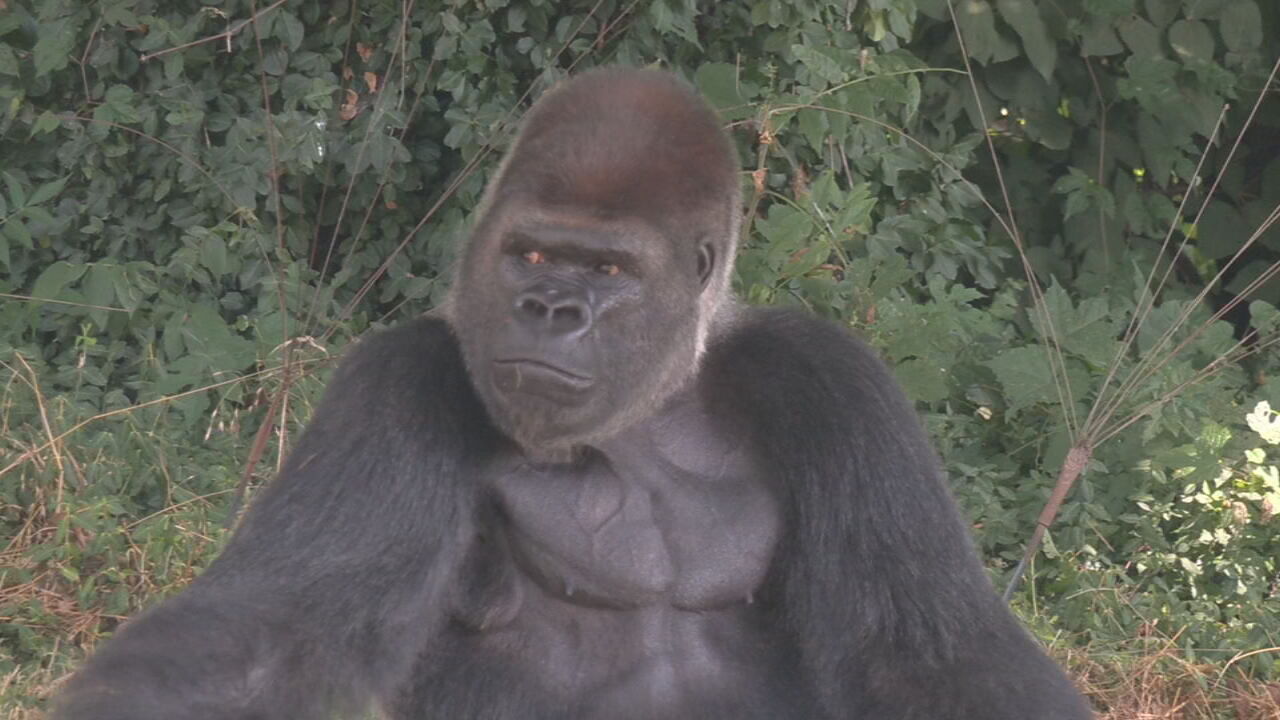 Louisville Zoo says farewell to gorilla leaving for San Francisco
